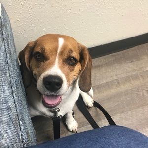 Meet your Posher, Dawn